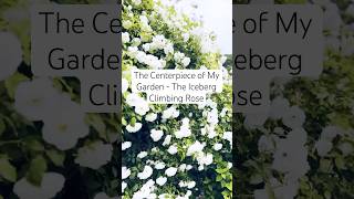 The centerpiece of my garden: the Iceberg climbing rose #climbingrose #rose