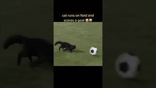 Amazing - The 😻Cat scores a goal - Awesome Funny Pet Animals Videos 😇tiktok2021
