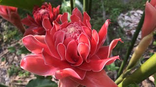 ดาหลา Torch ginger ออกดอกตลอดทั้งปี