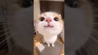 Funny cats #cat #funny #cats #reels #pets #catvideos #funnycats #kitten