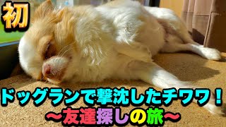 【犬の成長日記】初！ドッグランで撃沈したチワワ！友達探しの旅！今年最後のトリミング！