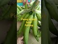 Pisang tanduk super panjang#pisangtanduksuper#flogtaniofficial