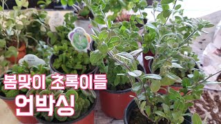 봄맞이 초록이들 언박싱!! 아메리칸블루 야생화, 옥살리스, 애플민트, 장미허브 | 설렘폭발 봄화초들 🌿healings