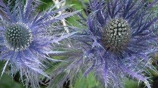 Sea Holly -  Eryngium Planum