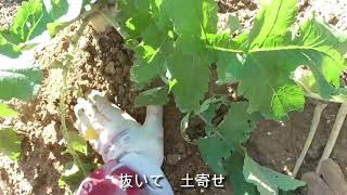 白菜へぼかし肥料追肥　大根の土寄せ　間引き 2021 11 5　【鶏と畑のある暮らし】目指せ無農薬From the field