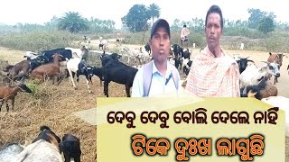 #desi goat farming in India #