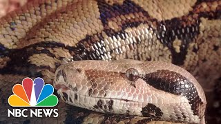 Video: Florida wildlife officers mistakenly kill legally-owned pregnant boa constrictor