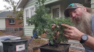 Ep. 27 Taxus densiformis Initial Styling and Wiring