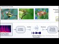 bioacoustics signal