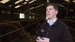 AFBI BEEF RESEARCH and INNOVATION PLATFORM