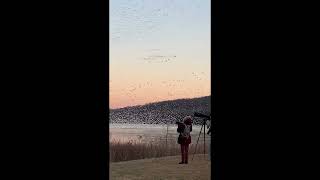 Middle Creek Snow Geese Migration