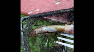 Amazing what killed the Killifish