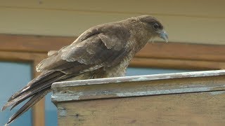 Chimango Caracara, Tierra del Fuego National Park