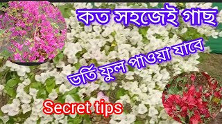 স্বপ্নের গাছে, কত সহজেই গাছ ভর্তি ফুল পাওয়া যাবে। সেই সমস্ত গোপন টিপস থাকবে এই ভিডিওতে।