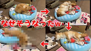 柴犬ハナの寝相レベルが面白すぎるw -- Shiba is sleeping.--