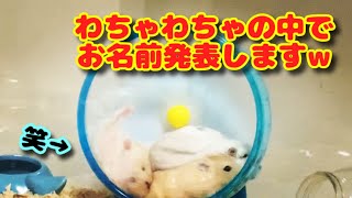 永遠のお別れをした後の子供達【ハムスター】