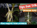 TIPS DAN TRIK !!! MENANAM KEIKI  DAN PLANT ANGGREK YANG SUDAH TIDAK PRODUKTIF LAGI