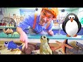 Blippi At The Zoo | Learn Animals For Children And Toddlers