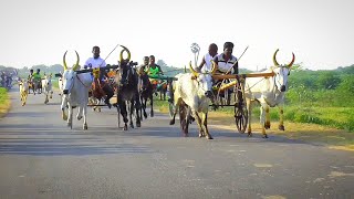 மணக்கரை பெரிய மாடு தூத்துக்குடி மாவட்டம் (10.02.2021)