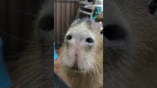 安心安全清潔なカピバラ #capybara