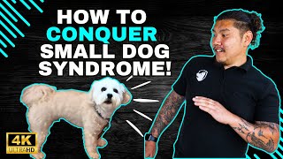 Conquer Small Dog Syndrome: Easy Tips And Tricks