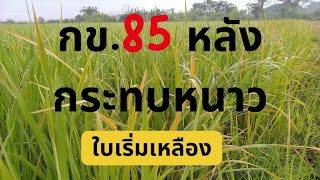 EP04-ข้าว กข85.หลังกระทบหนาวใบเริ่มเหลือง