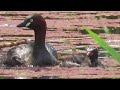 カイツブリ_111_ヒナ_羽の中_2024.5.30.1 3_多摩川_little grebe_４k