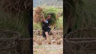 这就是我家乡山沟沟里，又到了稻谷丰收的季节，丈母娘招女婿们割稻谷了，有来的吗？😂😂 #农村生活 #一份耕耘一份收获 #记录真实生活 #乡村守护人 #我的乡村生活