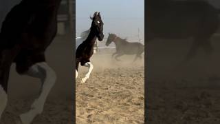 #ablak #ghodi #new #horsefan #horselover #horse #horses #horselife #horsepower #training #punjab