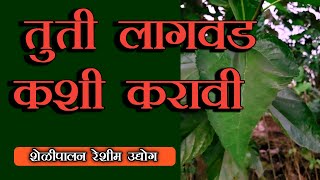 @KADAMAGRO TUTI UTPADAN LAGWAD | तुती लागवड व फायदे |