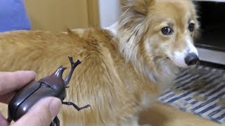 Roku is alert to toy. / ゼンマイ・リアル・カブトムシから逃げるロクさん  20180403 dog cat コーギー 犬 猫