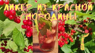 Ликер домашний из красной смородины.