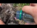 Tiny Kitten Stuck At The Bottom Of Storm Drain Falls In Love With Her Huge Foster Brother