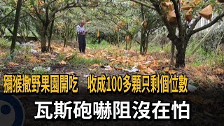 獼猴撒野果園開吃　收成100多顆只剩個位數　　瓦斯砲嚇阻沒在怕－民視新聞