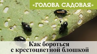 Голова садовая - Как бороться с крестоцветной блошкой