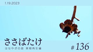 【ささばたけ VOL.136】川縁の柿の剪定　川に落ちないよう　バシバシ強剪定