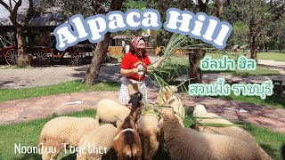 เที่ยว Alpaca Hill สวนผึ้ง ราชบุรี