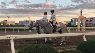 2018.8.17 大井🐎 誘導馬 ナイキスターゲイザー、クリールマグナム