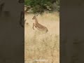 impala antelope jumping shorts