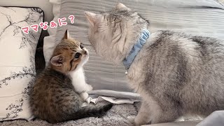 遊びに夢中でママ猫の言う事を聞かない子猫達