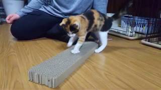 目の無い三毛猫の子猫ちゃんに爪研ぎを教えてみた