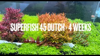 Superfish 45 Dutch  Aquascape - 4 weeks