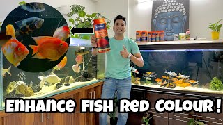 How to improve Fish red colour | Intan Red Enhance Pellets | Red Parrot Fish