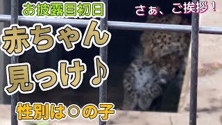 《旭山動物園アムールヒョウ》4時間30分の攻防戦！お披露目したいママみらいvs怖がる赤ちゃんの戦い。vol587/Unveiling leopard babay. 4h30mbattle!