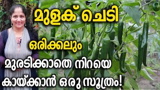 മുളക് ചെടി ഒരിക്കലും മുരടിക്കാതെ നിറയെ കായ്ക്കാൻ ഒരു സൂത്രം! | Green Chilli Farming Malayalam