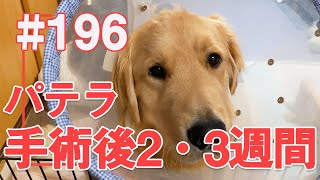 【196】大型犬のパテラ術後2・3週間の様子！【ゴールデンレトリバーアポロVlog】