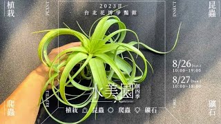 [搶先看] 2023 水美園 創四季  植栽 昆蟲 爬蟲 礦石展 空氣鳳梨 Air Plants