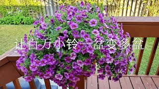 Sophie's Garden 让百万小铃一盆变多盆，极易扦插和照看