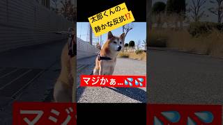 【柴犬・太郞】太郞くん、おいおい💦