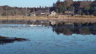 2023年1月・池花池の白鳥親子。